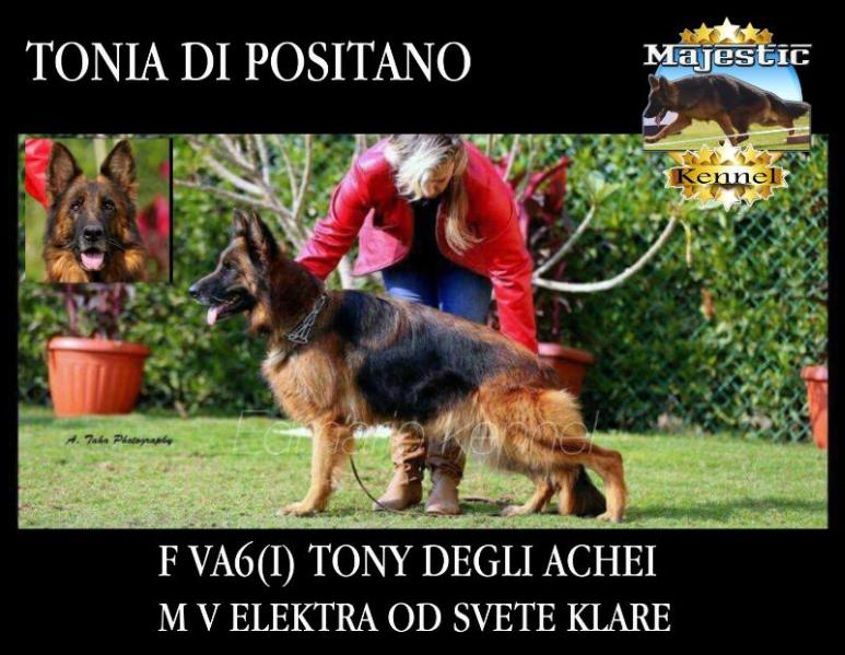 Tonia di Positano. | German Shepherd Dog 