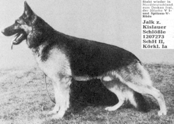 Jalk zum Kislauer Schlößle | German Shepherd Dog 