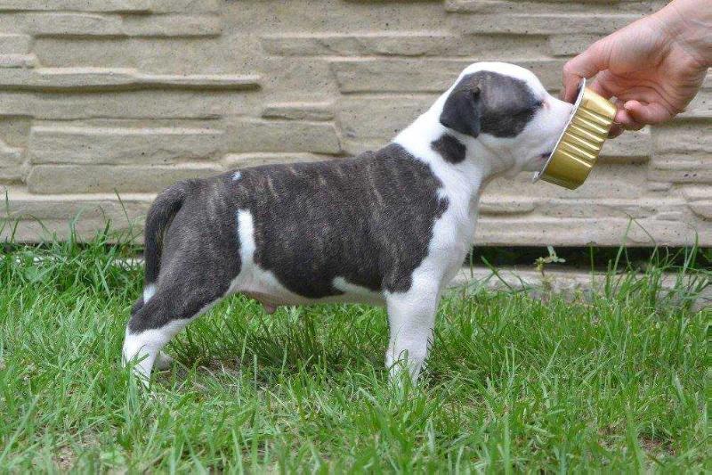 Clay Dixi Rebelsand | American Staffordshire Terrier 