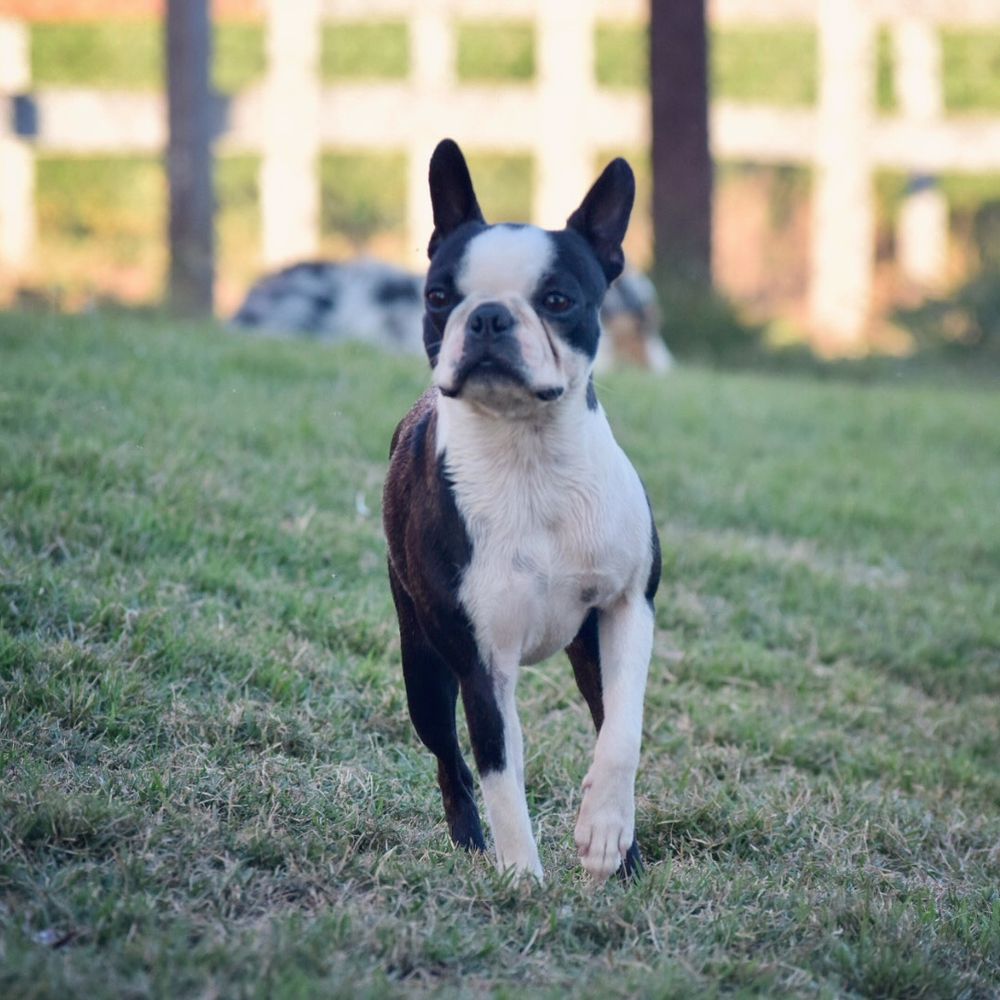 HOLY COW FREEDOM FARM "STELLA" | Boston Terrier 