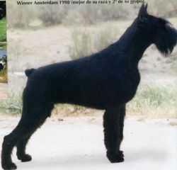 Naomi Cambell De Lordship | Giant Schnauzer 