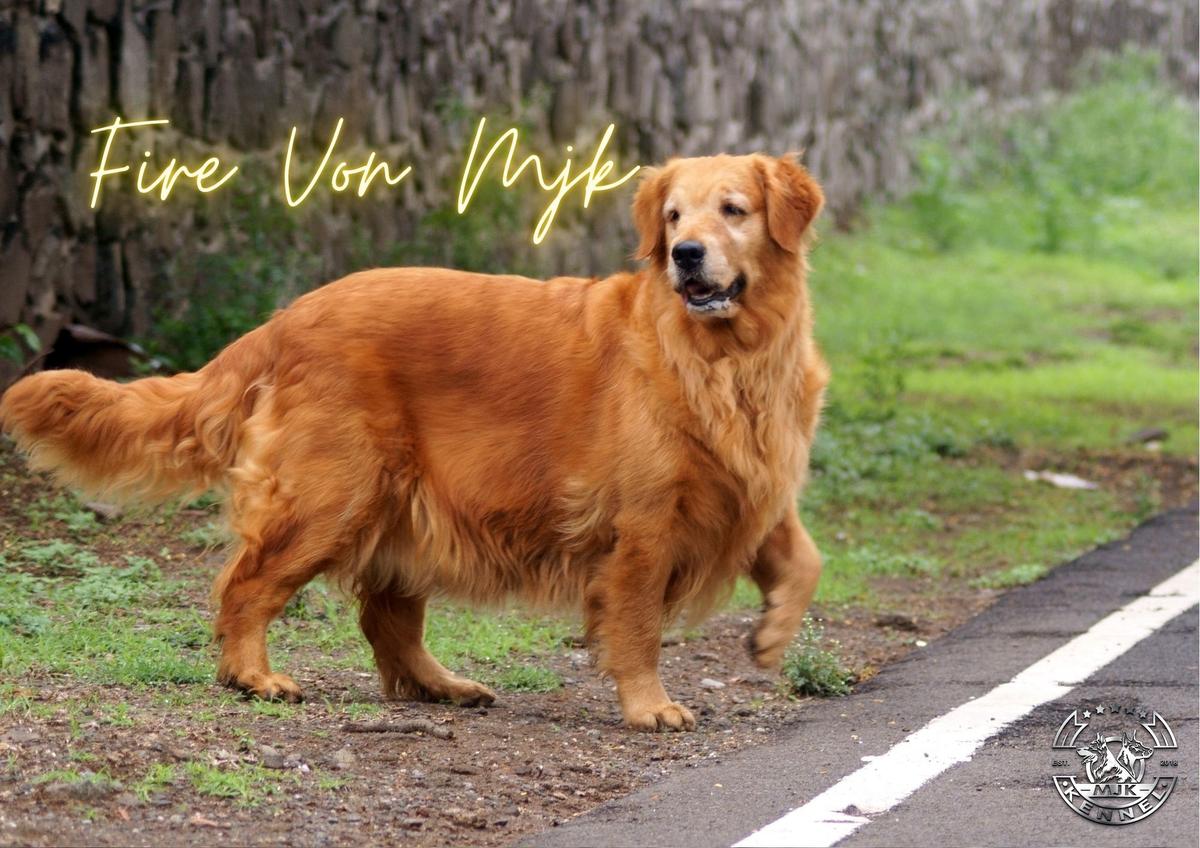 FIRE VON MJK SAHIBO'S MARITA | Golden Retriever 