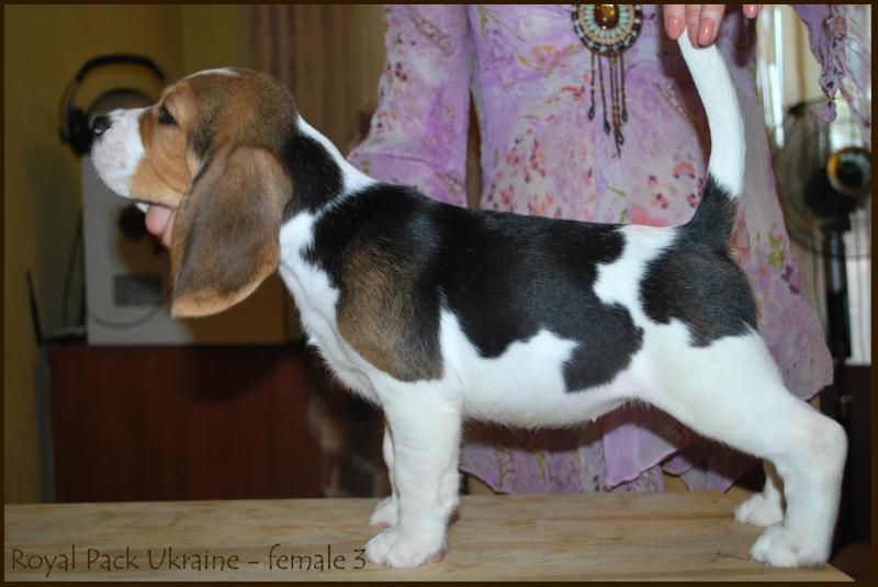 Royal Pack Ukraine Brightest Star | Beagle 