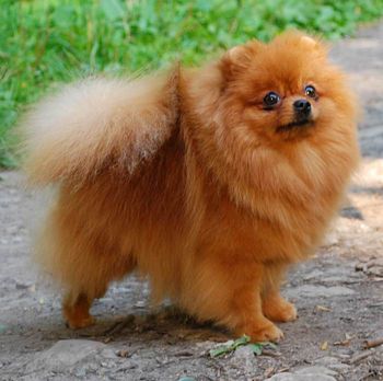 Hendi Blanshing Ledi | Pomeranian 