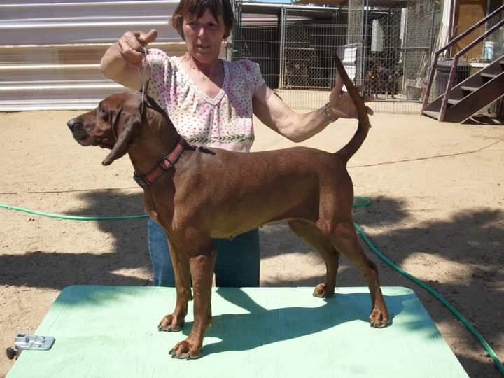 Az Tioga River Blazing Harley | Redbone Coonhound 