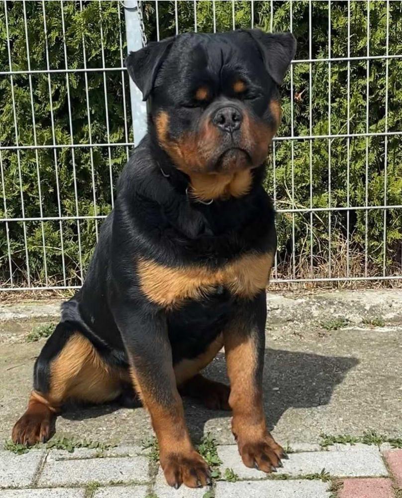 Taz From Royal Breed | Rottweiler 