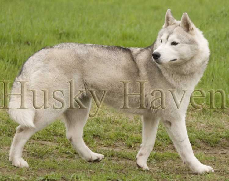 HUSKY HAVEN TEQUILA | Siberian Husky 