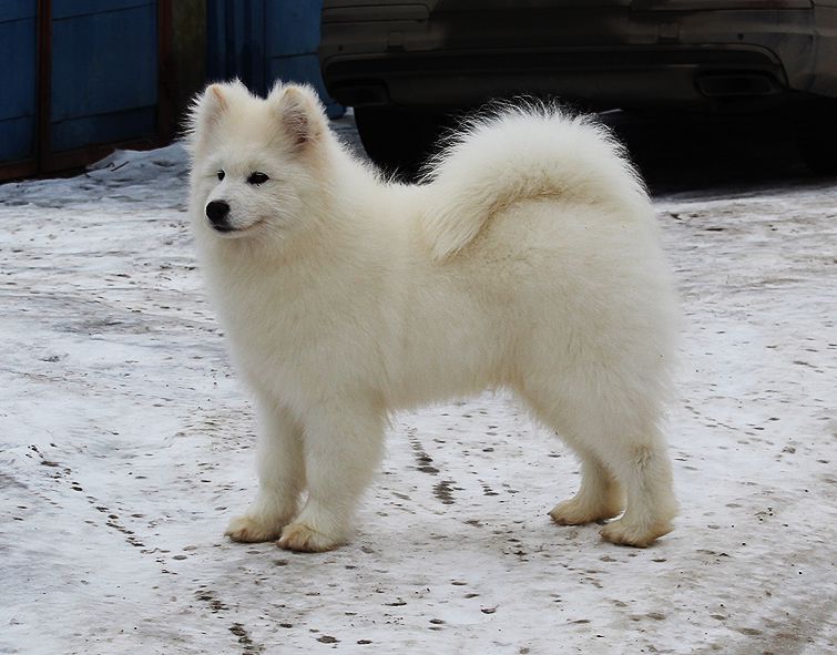 IZDOMASU Et Eximia Bellator | Samoyed 