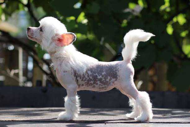 Secret Herbatka We Dwoje | Chinese Crested 