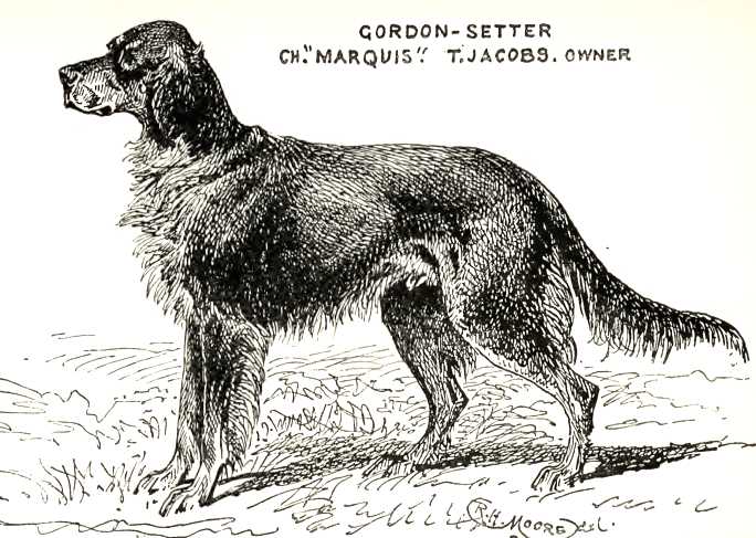 Marquis [T.Jacob's] | Gordon Setter 