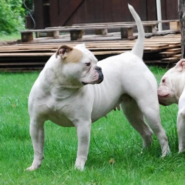 Warriorbulls Candy | American Bulldog 