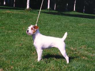 Barsetta Smitten | Parson Russell Terrier 