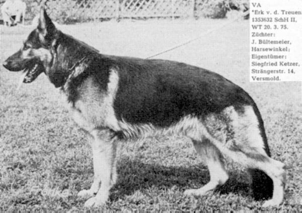 Erk von den Treuen | German Shepherd Dog 