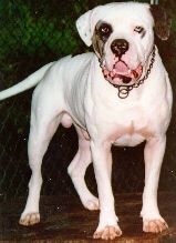 Lanas' Marble Lane | Alapaha Blue Blood Bulldog 