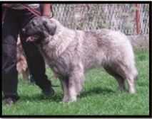 WERA MERA STE KOT NORTH | Yugoslavian Shepherd Dog-Sarplaninac 