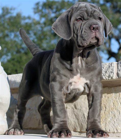Neapolitan Mastiff