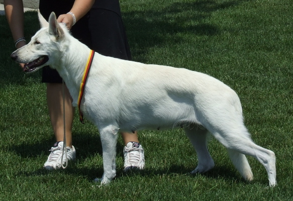 Regalwise Oreo | White Swiss Shepherd Dog 