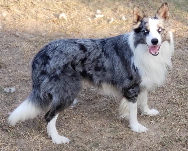 CYAN MERLCOBALT | Border Collie 