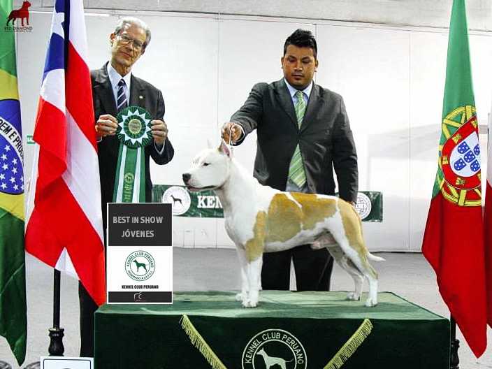 Red Diamond Call Me El Jefe | American Staffordshire Terrier  Red Diamond Call Me El Jefe | American Staffordshire Terrier