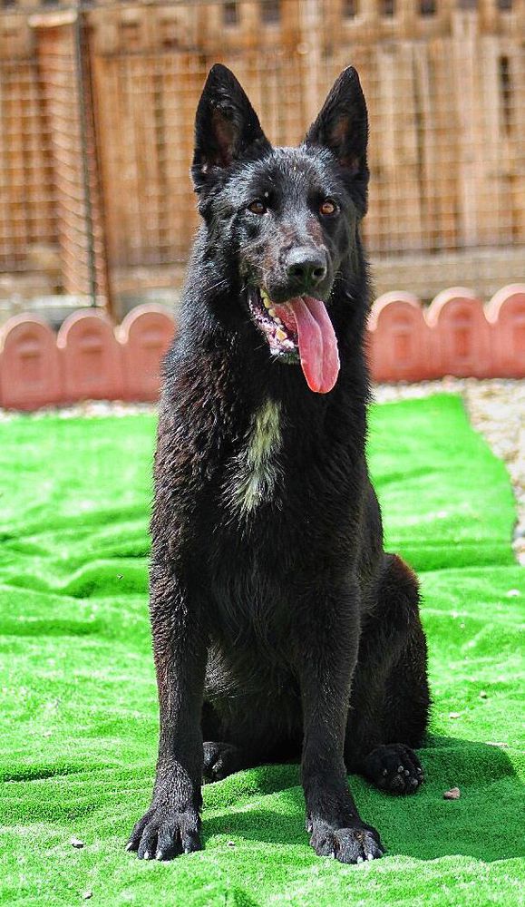 Caleesi von korran | German Shepherd Dog 