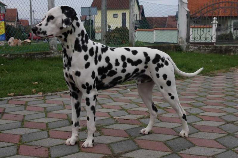 Dalmino Oracle Odyssey | Dalmatian 