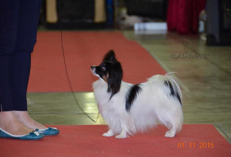 Wip Honey Grace | Papillon 