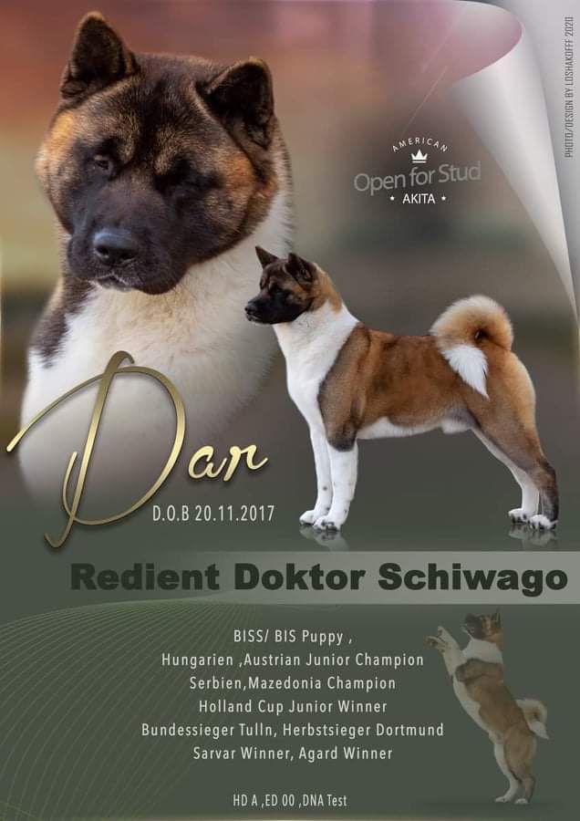 Redient Doktor Schiwago | Akita 