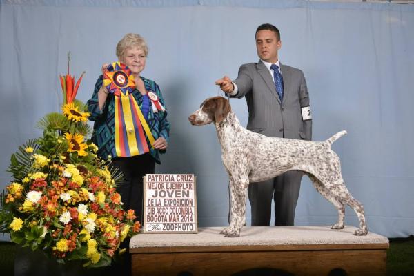 Rich Land Pola | German Shorthaired Pointer 