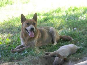 Makaylas Hollie | Australian Cattle Dog 