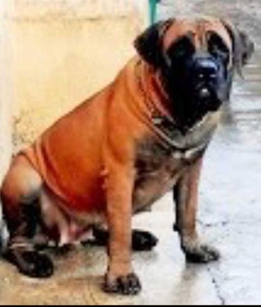 Ajartodar Q-Efunsetan Aniwura | African Boerboel 