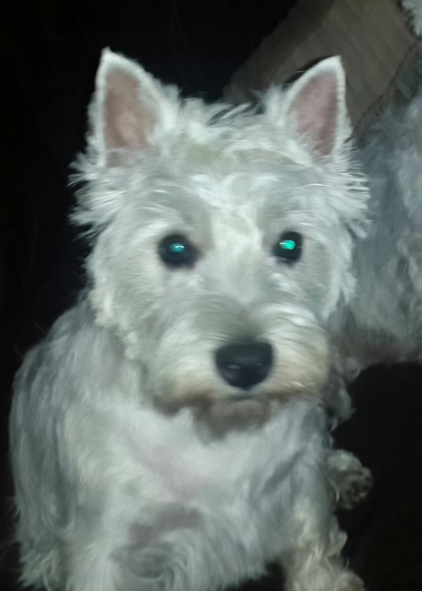 Westie Universe Dies Diem Docet-Nika | West Highland White Terrier 