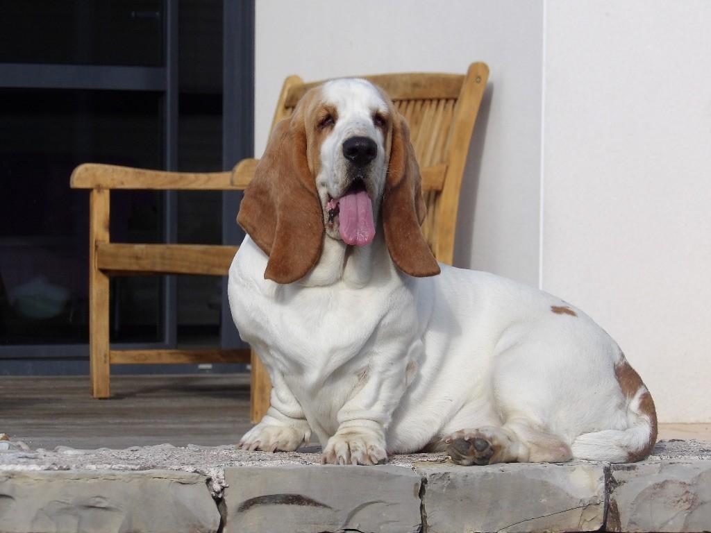 antonia z | Basset Hound 