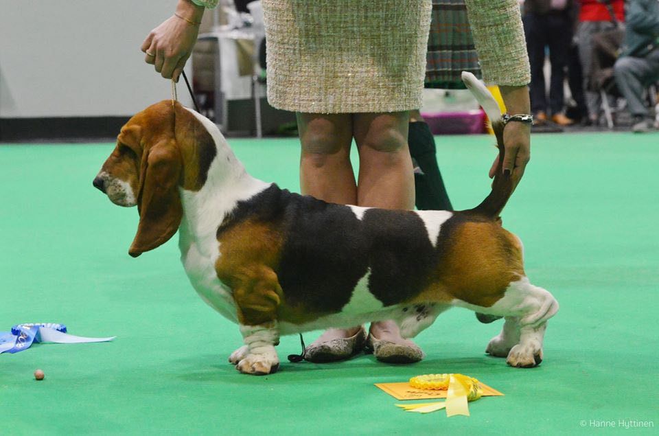 Teocrazia San Diego | Basset Hound 