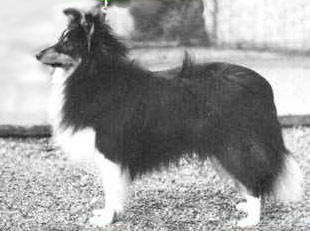 Ruscombe Pipe Major | Shetland Sheepdog 