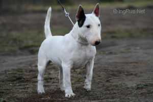 MENUSHA'S UNCAS FOR RUDA WIEDZMA | Miniature Bull Terrier 