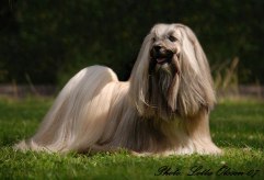 Whisborne Poseidon | Lhasa Apso 