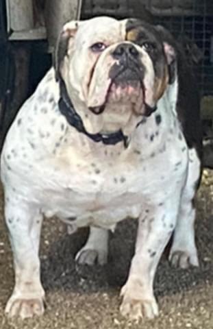 Bella Forza Honey Bear | Olde English Bulldogge 