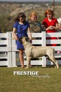 Casa Di Molossos Emperor | Bullmastiff 