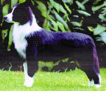 LUCKY CHARMS MATIONA | Border Collie 