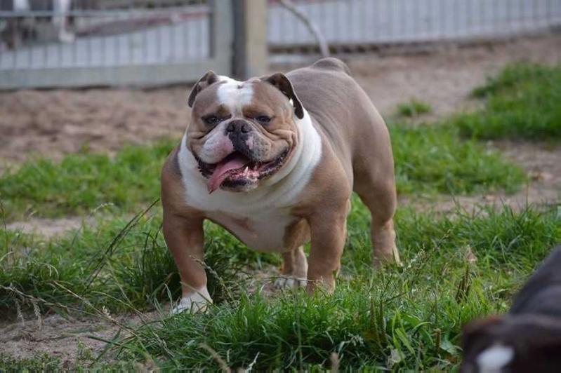 Shaka Bull's Prinz | Olde English Bulldogge 