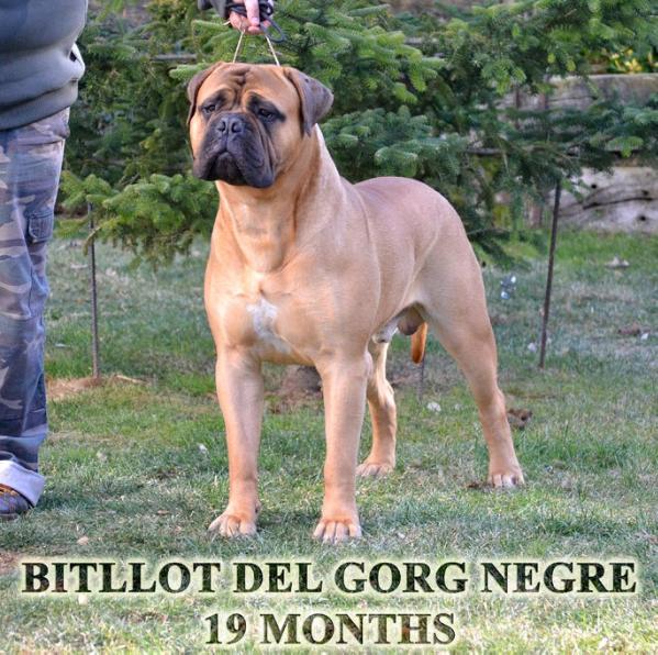 Bitllot Del Gorg Negre | Bullmastiff 