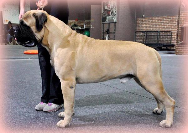 Golden Uelsi Lorens for Hause Rozin | Bullmastiff 