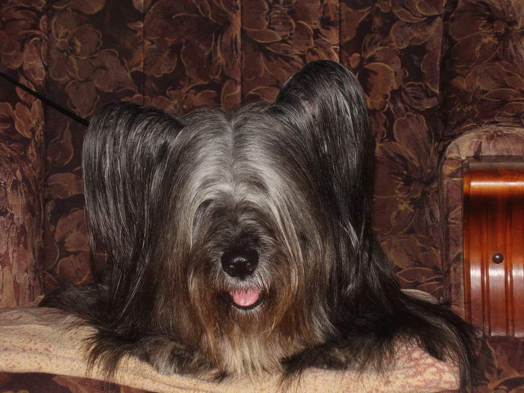 Tamesis Finnette | Skye Terrier 