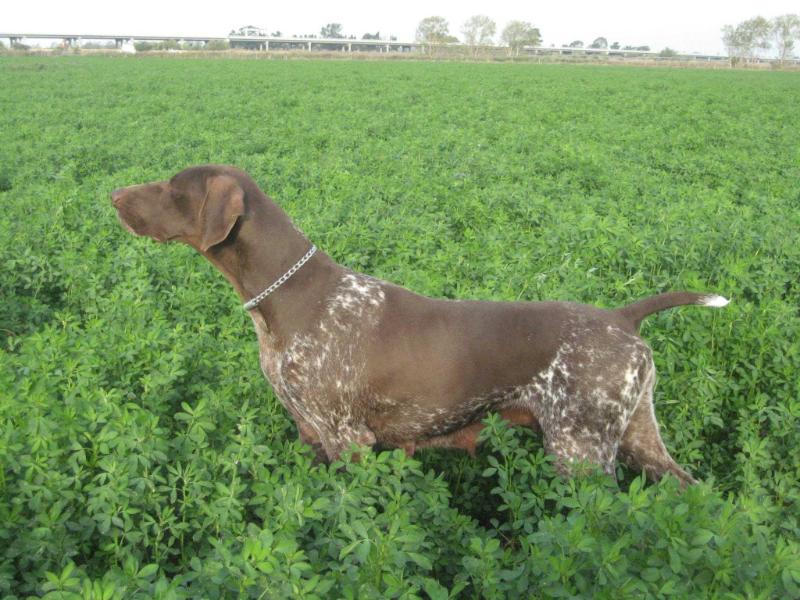 Venus du Pied du Mont | German Shorthaired Pointer 