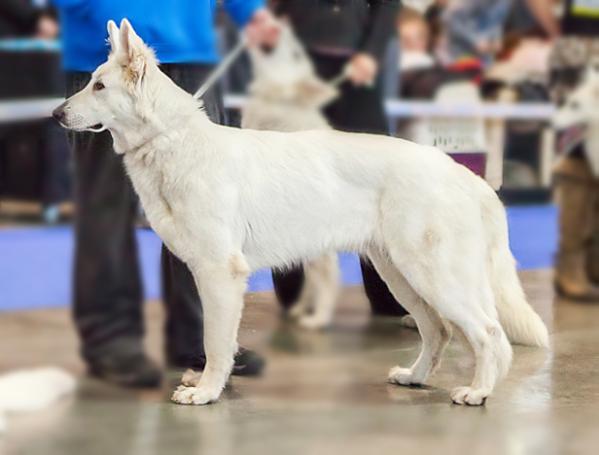 Fay od Kunovského lesa | White Swiss Shepherd Dog 