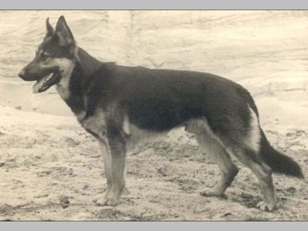 Norbo von der hohen Fichte | German Shepherd Dog 