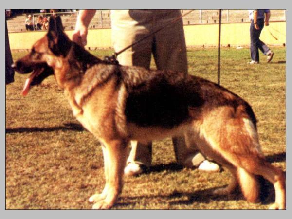 Gibsi vom Schlumborn | German Shepherd Dog 