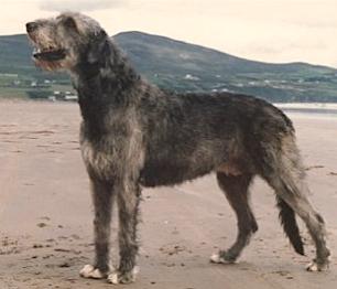 Gulliagh Galleon | Irish Wolfhound 