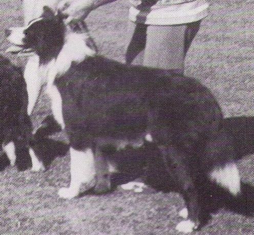 Margian Jolly Roger | Border Collie 