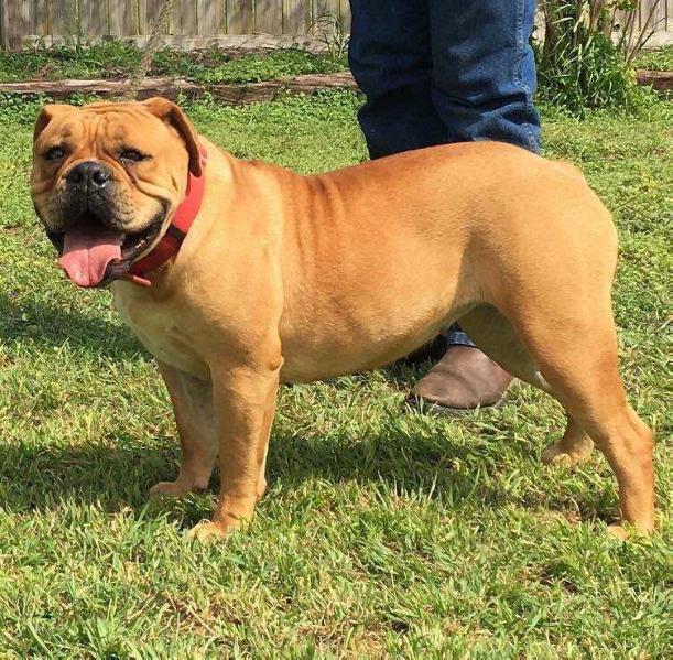 Monster's Ellie | Olde English Bulldogge 